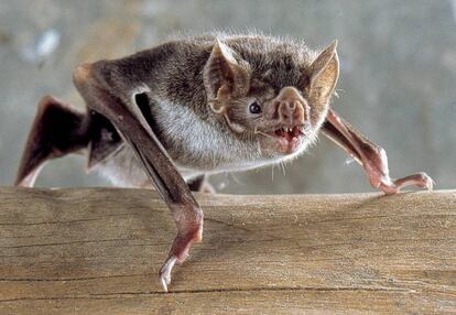 Vampiro común (Desmodus rotundus).