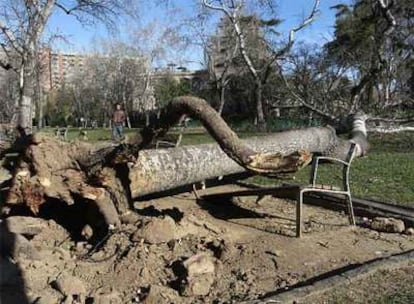 Un árbol caído en el parque de la Ciutadella de Barcelona.