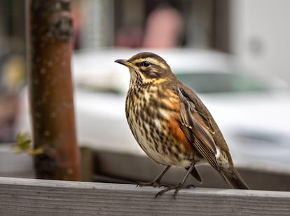 El zorzal alirrojo es el pajarillo que más ha adelantado su canto: los de las ciudades trinan 58,1 minutos antes que sus parientes del campo. En la imagen, uno de ellos en una calle de Reikiavik, en Islandia.