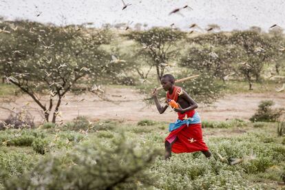 Un niño intenta zafarse de un enjambre de langostas en el condado de Samburu (Kenia), el 16 de enero.
