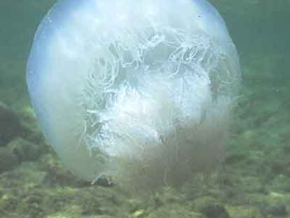 La medusa <i>Rhopilema nomadica</i>