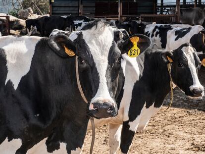 Vacas en una explotación ganadera al norte de Madrid, en una imagen de archivo.