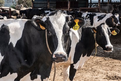 Vacas en una explotación ganadera al norte de Madrid, en una imagen de archivo.