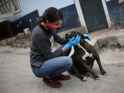 Defensora de animais acaricia cachorro em Bogotá, na Colômbia.