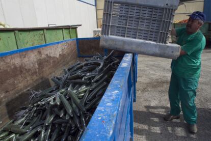 Destrucción de pepinos en la cooperativa Costa de Almería.