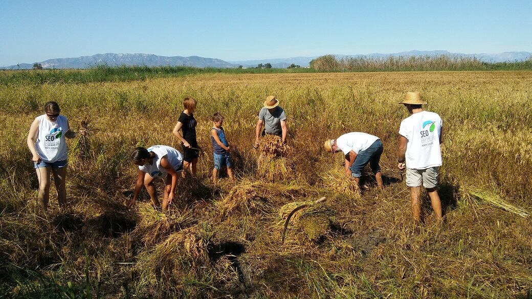 Seo/Birdlife ha impulsado el cultivo sin agroquímicos ni pesticidas siguiendo el método tradicional