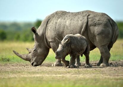 Manuel Vilas convoca en su &uacute;ltima instalaci&oacute;n narrativa a 700 millones de rinocerontes.