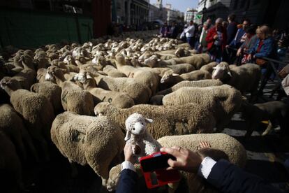 Centenares de personas se agolparon en las aceras y se asomaron a los balcones para disparar las cámaras fotográficas y no perder detalle del paso de las ovejas y de las actuaciones de grupos venidos de lugares como Hermandad de Campo de Suso (Cantabria), Astorga (León) y Fuentepelayo (Segovia).