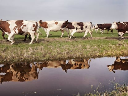 Ganado en un campo de Países Bajos.