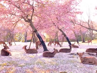 Varios ciervos descansan bajo los cerezos en flor en el Parque de Nara, en Japón.