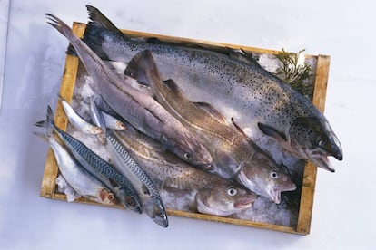 <br>Noviembre es sin duda el mes para comprar el pescado que consumirá en Navidad. Dos se encuentran en plena temporada y tienen ahora un sabor inmejorable: la dorada de playa y el bacalao. Y el <b>besugo</b> y la <b>merluza</b>, dos de los más solicitados por los españoles para esas fechas, pueden aumentar considerablemente de precio a partir de la próxima semana si siguen la tendencia de precios del año pasado. Según <a href="https://www.ocu.org/alimentacion/alimentos/noticias/precios-alimentos-navidad" rel=”nofollow” target="_blank">los datos que recogió la OCU</a>, el besugo subió nada menos que un 59,90%, de los 23,76 euros el kilo en la última semana de noviembre a los 37,99 euros el 22 de diciembre. Hoy aún puede encontrarlo a un precio medio de <b>20,63 euros el kilo</b>. La <b>merluza</b>, se encuentra en torno a los 14,88 euros el kilo: teniendo en cuenta que el año pasado experimentó una subida del 18,50%, podría <b>ahorrarse hasta 2,75 euros</b> si lo compra con antelación. </br>¿Cómo hacer para que llegue perfecto a la cena de Nochebuena? Enrique Medina, chef de Apicius —quien recomienda también aprovechar noviembre para comprar la dorada de playa, pues está en plena temporada— explica cómo mantener todo el sabor y jugosidad: "Limpie el pescado quitándole las vísceras, rellene la cavidad con papel absorbente, envolver en film, después en papel aluminio y envasar al vacío [se introduce en una bolsa de congelación y se sumerge en agua poco a poco dejando el cierre fuera: el cambio de presión hará que se peguen las paredes de la bolsa; cuando ocurra, ciérrelo, ya estará al vacío] y congelar".