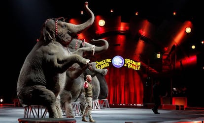 Actuación con elefantes en el circo Ringling, el 30 de abril.