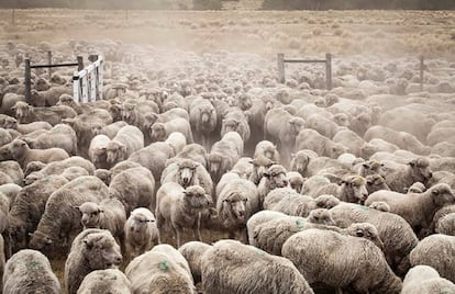 Ovelhas na fazenda Leleque, que Benetton usa para sua famosa lã.