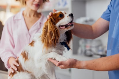 La normativa de bienestar animal establece la obligación de prestar al animal de compañía los cuidados sanitarios necesarios para garantizar su salud. El incumplimiento del deber puede derivar en la imposición de sanciones graves o muy graves al responsable.