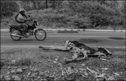 Gado morto na beira da estrada em Pernambuco. A recente seca levou muitos animais à morte na região do semiárido brasileiro.