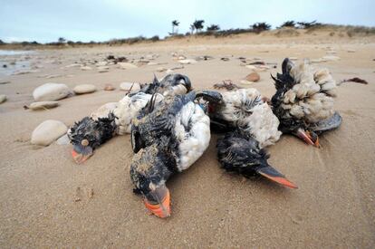 Un grupo de "frailecillos" víctimas del temporal en la playa de Sainte Marie de Ré en el oeste de Francia.