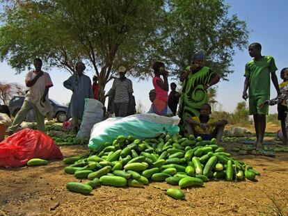 Pepinos recién recolectados en Guedé, al norte de Senegal.