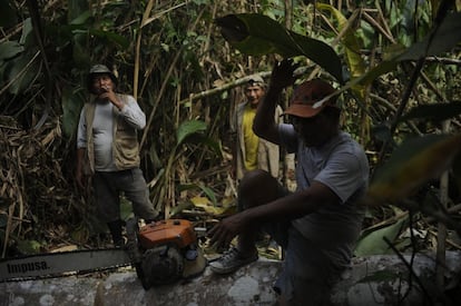 Un equipo de tres personas se dispone a talar un árbol milenario de más de 10 metros de altura en medio del salvaje bosque amazónico. En 15 minutos lo han derribado.