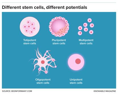 Stem cells are differentiated by their capabilities.