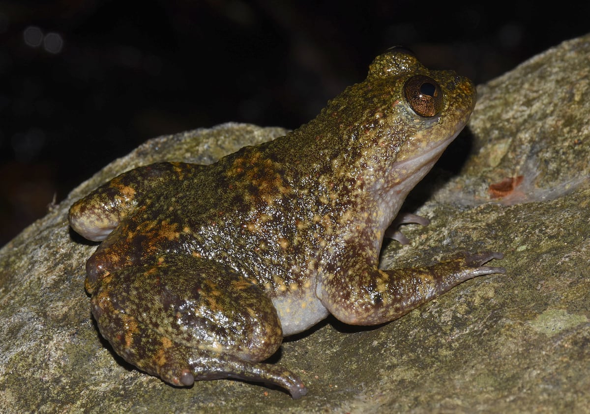 La española que pasó un año de expedición en una isla filipina y descubrió otro modo de reproducción de las ranas