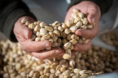 Alfonso Morcillo muestra los pistachos que almacena en su nave de Villarrobledo (Albacete).