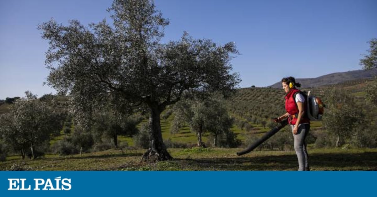 La fiebre del litio no prende en Extremadura | Sociedad | EL PAÍS
