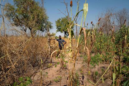 El agricultor Allaessem Franco Crepin muestra su tierra dañada por el paso de un rebaño en Paoua, en el noroeste de la República Centroafricana, el 2 de diciembre de 2021.