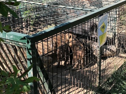 Jabalíes capturados en Madrid, en junio de 2020