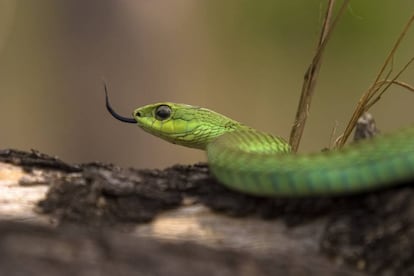 Ejemplar de culebra boomslang oliendo el aire con su lengua bífida.