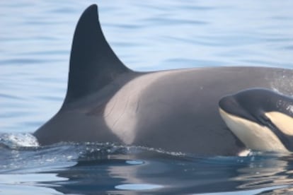 Una cr&iacute;a de orca en las aguas del Estrecho de Gibraltar.