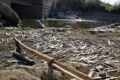 Peces muertos por falta de agua en el cauce del río Albaida en el término de Villanueva de Castellón, ayer por la tarde.