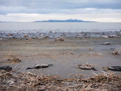 The lake's shore is littered with dead black-necked grebes, birds that do not survive the rigors of migration.