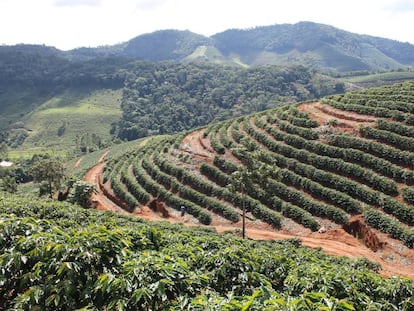 Produção de café no Rio.