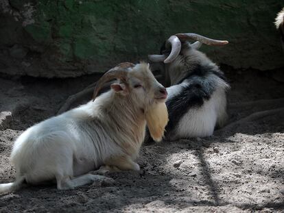 Dos ejemplares de cabras pigmeas en el zoológico de la ciudad de Chilpancingo, el pasado 31 de enero.