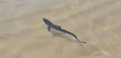 Cría de tiburón azul en las aguas de la playa de Morouzos, en Ortigueira (A Coruña), en una imagen de 2018 facilitada por la Cemma.