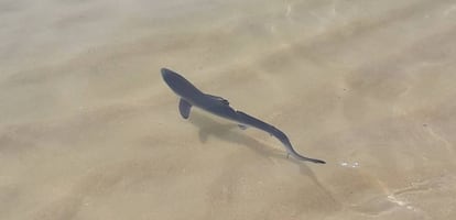 Blue shark pup at Morouzos beach in northwestern Spain.