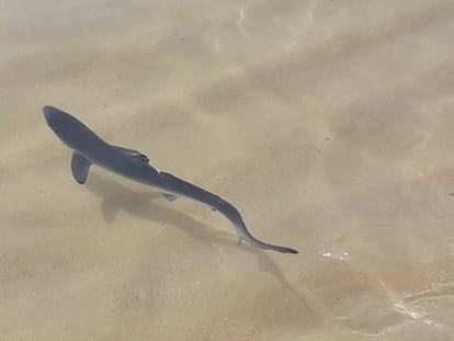 Cría de tiburón azul en las aguas de la playa de Morouzos, en Ortigueira (A Coruña), en una imagen de 2018 facilitada por la Cemma.