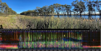 La imagen es de un paisaje de French Island, en Australia. La gráfica inferior es un sonograma con los sonidos grabados en 24 horas. Se trata de un paisaje acústico lleno de vida.