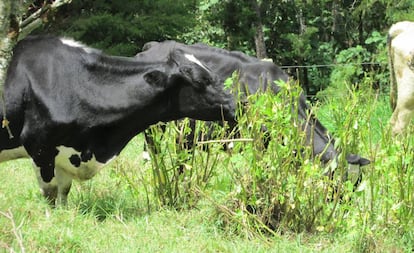 Una vaca come un arbusto Botón de oro en la finca Cien Años de Soledad.