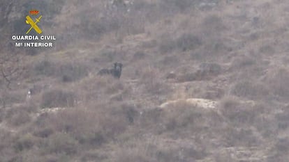 Perro asilvestrado de grandes dimensiones que los vecinos de La Sierra Norte confundieron con una pantera.