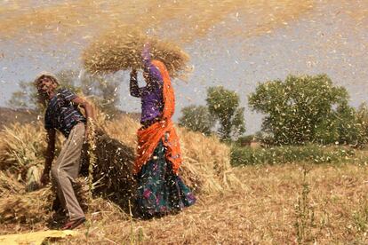 Agricultores indios trabajan una cosecha de trigo en un campo en las cercanías de Alwar, Rajastán, India.