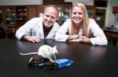 Las galletas Oreo son tan adictivas como la morfina o la cocaína, según determina un estudio (Imagen cedida por la Universidad de Connecticut).