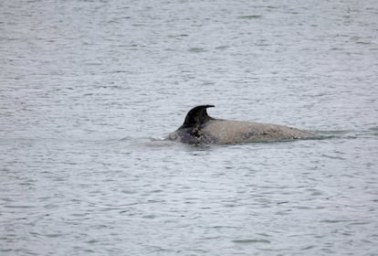 Una orca lleva diez días atrapada en el río Sena, en Francia. El cetáceo  fue avistado errando en aguas normandas, a 60 kilómetros del mar, en el oeste de Francia. Su salud está gravemente deteriorada y se teme que no logre sobrevivir en agua dulce.