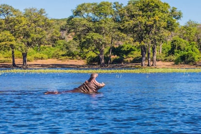 Un hipopótamo en el delta del río Okavango, en Botsuana.