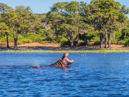 Un hipopótamo en el delta del río Okavango, en Botsuana.