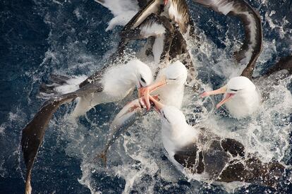 La fotografía denuncia las artes de pesca, que terminan al año con unos 100.000 ejemplares de albatros. (Fotografía proporcionada por Veolia Environnement Wildlife Photographer of the Year 2010)