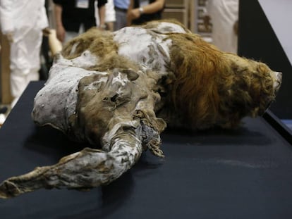 El mamut Yuka, que vivi&oacute; hace 39.000 a&ntilde;os en Siberia