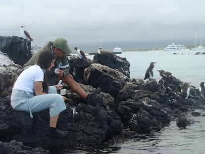 Karly McMullen y Eduardo Espinoza, recolectan heces de pingüino de Galápagos en la Isla Isabela.