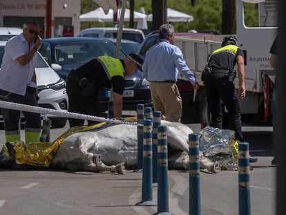 La yegua muerta, cerca de la plaza de toros de la Real Maestranza de Caballería de Sevilla, el miércoles.