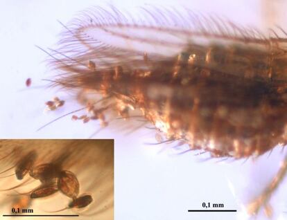 Polen de gimnosperma adherido al abdomen y alas de un insecto tisanóptero.